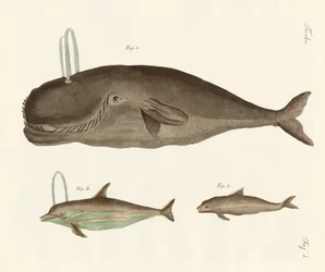 3種類のクジラ